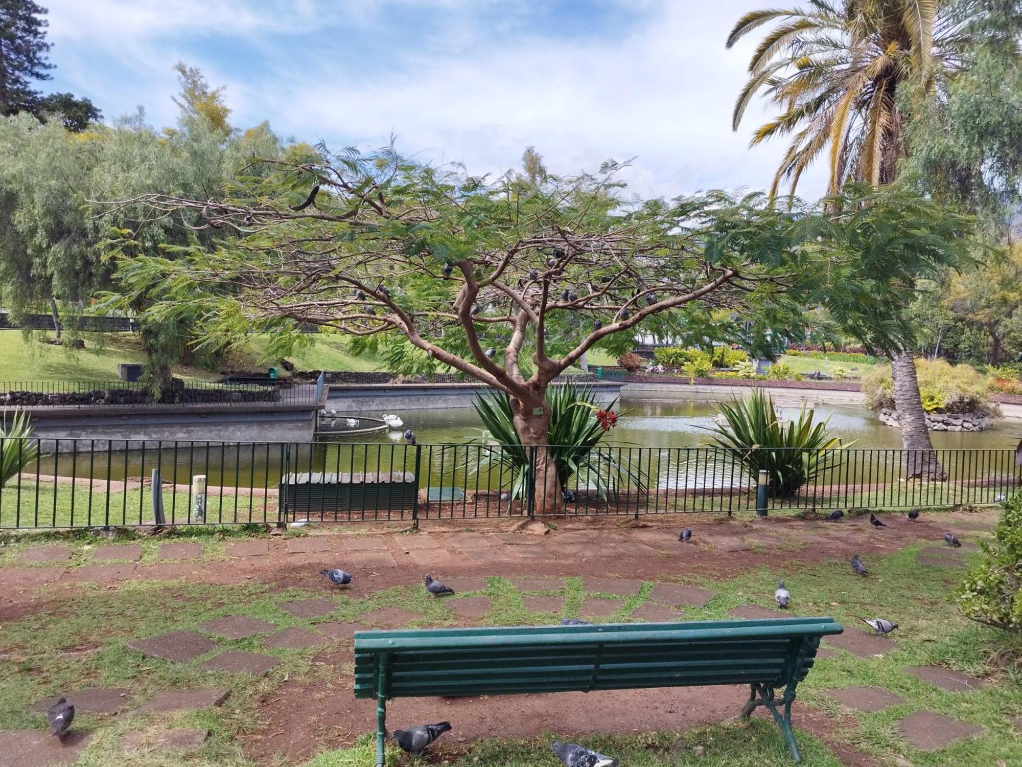 Alexia Room Funchal  Ngoại thất bức ảnh